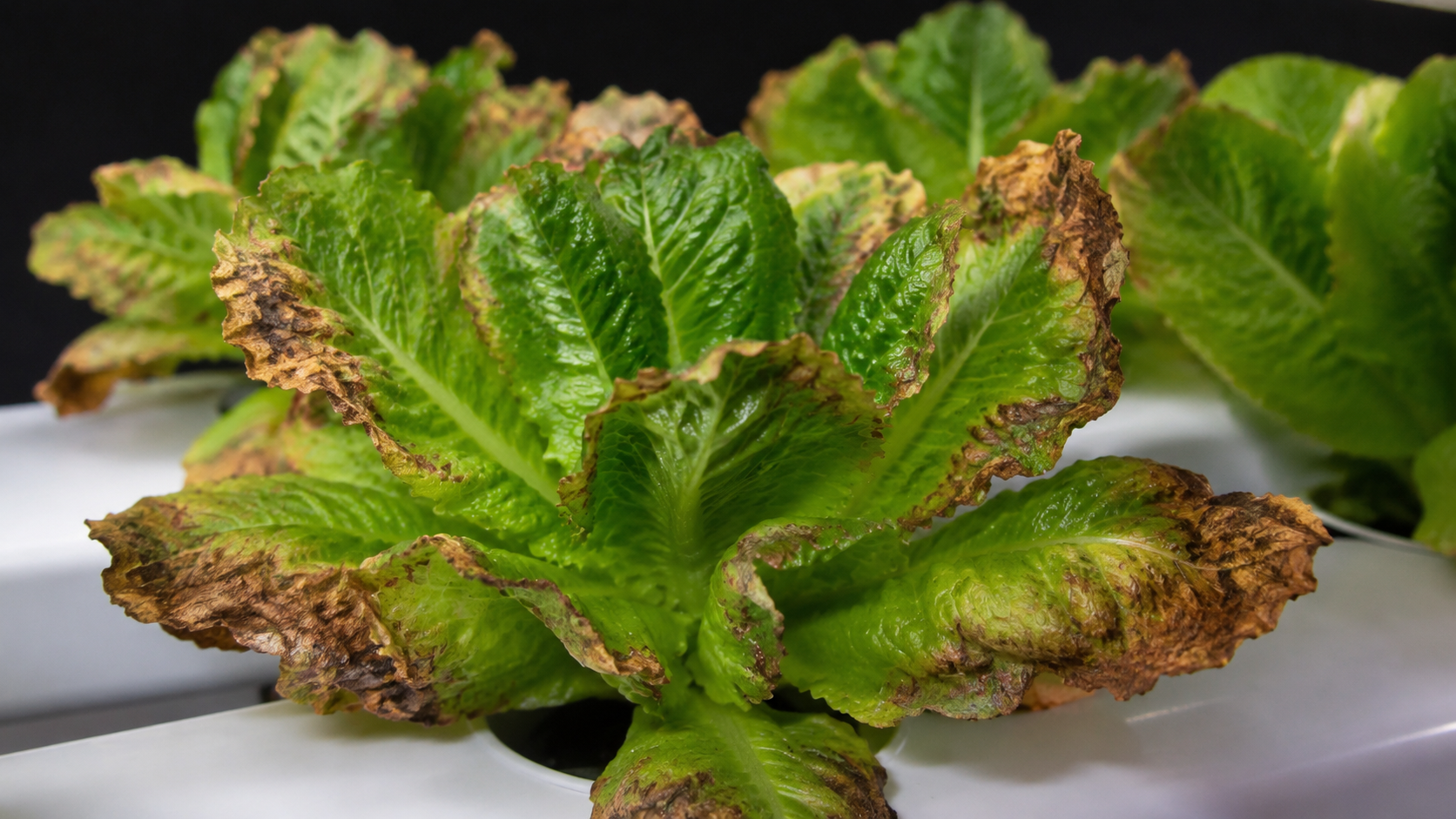 Plant stress symptoms learners may see when EC is too high